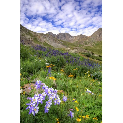 Colorado, San Juan Mts, flowers in American Basin